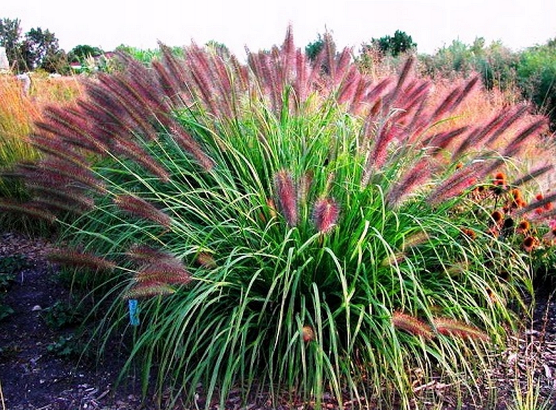 TRAWA ROZPLENICA Red Head PAKIET 10 Szt Sadzonki 30 50 Cm